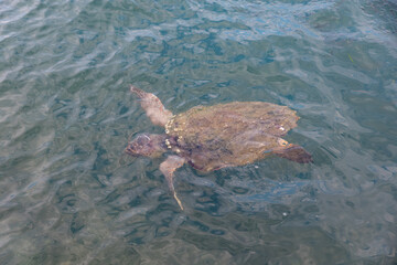 Caretta caretta turtle from Argostoli on the island of Kefalonia Greece