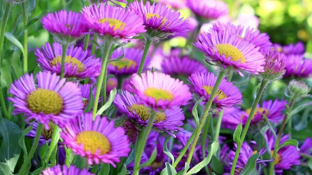 flower rigeron glaucus in bloom
