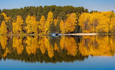 autumn landscape with pines and yellow birches with reflection on the surface of the pond water