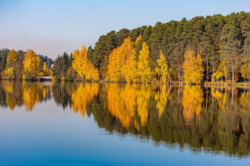 autumn landscape with pines and yellow birches with reflection on the surface of the pond water