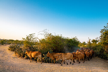 Yellow cows walking on dusty road at sunset in Phan Rang, Viet Nam