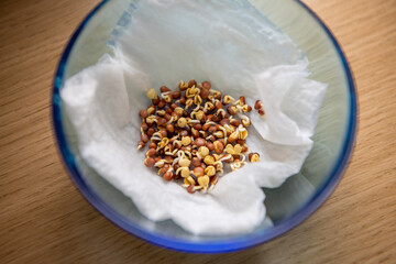 カイワレ大根の芽