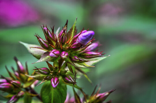 Knospe Blume