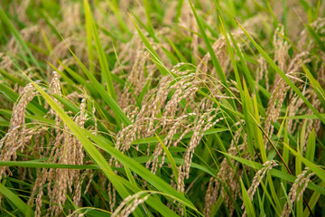 実るほど頭を垂れる稲穂かな
