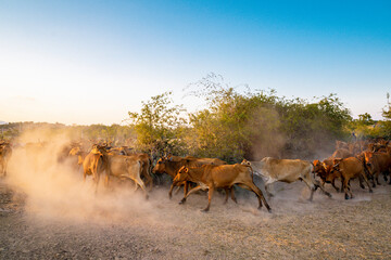 Yellow cows walking on dusty road at sunset in Phan Rang, Viet Nam