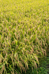 実るほど頭を垂れる稲穂かな