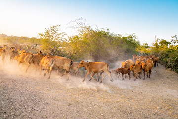 Yellow cows walking on dusty road at sunset in Phan Rang, Viet Nam