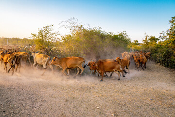 Yellow cows walking on dusty road at sunset in Phan Rang, Viet Nam