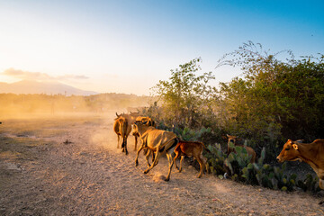 Yellow cows walking on dusty road at sunset in Phan Rang, Viet Nam