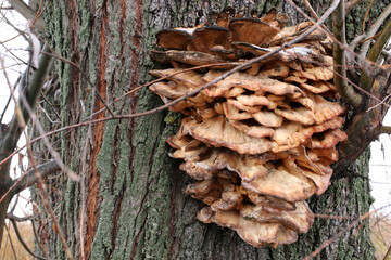 Dryad's saddle mushroom on an old tree. Polyporus squamosus or Cerióporus squamósus mushroom. Usually it grows in large or huge clusters of dead and living deciduous trees