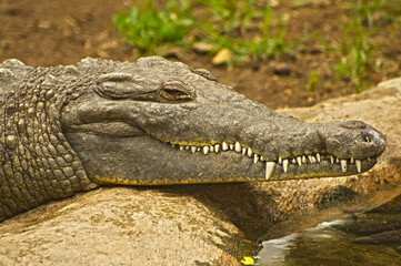 Cocodrilo