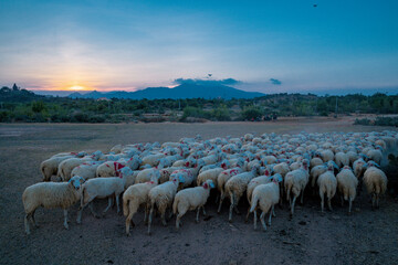 flock of sheep on the field at sunset in Phan Rang, Ninh Thuan Province, Viet Nam