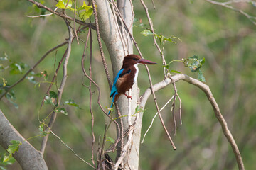 White throated kingfisher perched on a tree branch