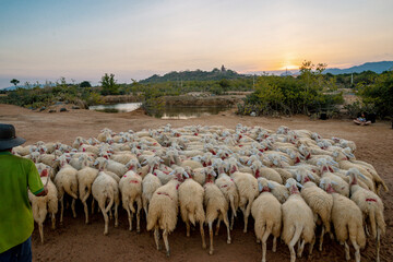 flock of sheep on the field at sunset in Phan Rang, Ninh Thuan Province, Viet Nam