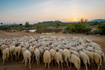 flock of sheep on the field at sunset in Phan Rang, Ninh Thuan Province, Viet Nam