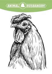 chicken breeding. animal husbandry. livestock. vector sketch on a white
