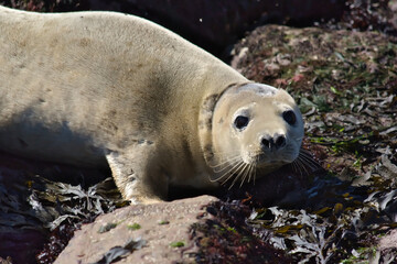 A seal on the shore