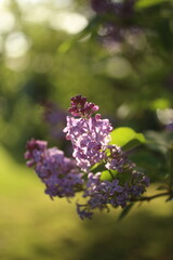 Obraz premium Purple lilac flowers spring blossom background in the nature