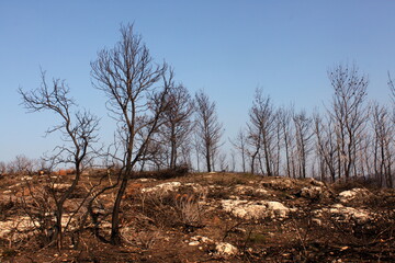 Burned trees after a forest fire on Carmel Mountain in Israel