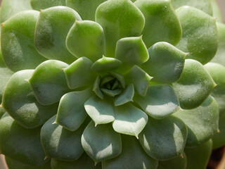 Aloe cactus succulent plant. Macro aloe succulents texture in pots. Close up of cactus succulent for flower shop design as green background. Arrangement with aloe or cactus landscape design in planter