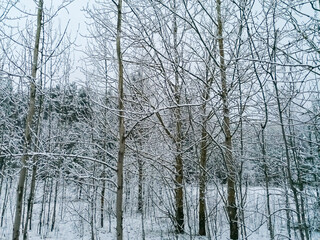 Bare trees covered with snow.  Snowy winter landscape.  Snowy trees in winter forest