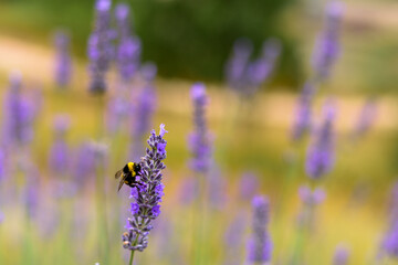 lavender field in region