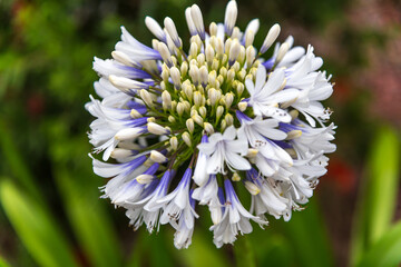 Colours in the garden - White Agapanthus in Flower