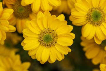 many yellow chrysanthemum flowers background