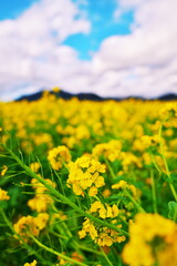 早春の房総に春を知らせる菜の花