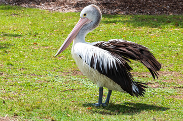 Pelican drying wings on the grass