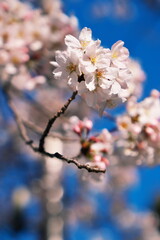 桜が咲き春が深まる