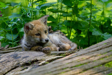 Naklejka na ściany i meble Ein junger Fuchs pausiert auf einem umgestürzten Baumstamm