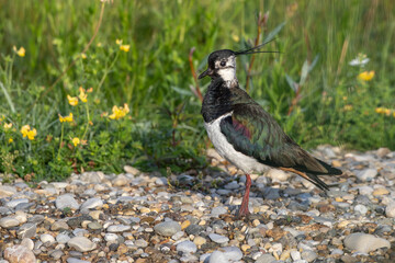 Kiebitz (Vanellus vanellus)