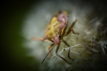 Naklejka premium Käfer im Löwenzahn