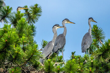 Graureiher (Ardea cinerea) Jungvögel