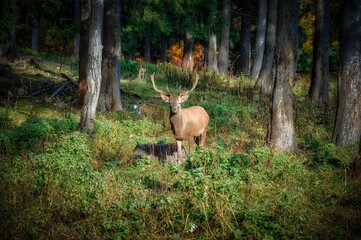 Ein Hirsch im Wald