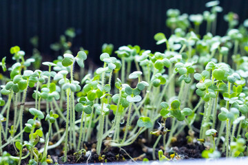 healthy eating.the sprouts are green.sprouts of grain.the concept of proper, healthy eating.