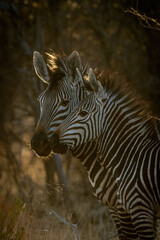 Close-up of Hartmann mountain zebra with mother © Nick Dale