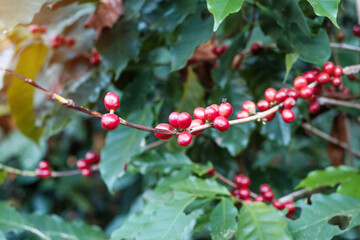 Coffee cherry fruit on its tree in the morning, organic coffee arabica bean ripening in farm and plantation. Agriculture industry, travel and Agritourism concept