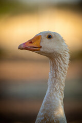 Fototapeta premium Close-up of head and neck of goose