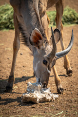Close-up of male greater kudu with salt
