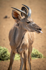 Close-up of male greater kudu showing tongue
