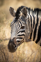 Fototapeta na wymiar Close-up of plains zebra head eyeing camera