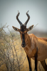 Close-up of red hartebeest standing in bushes