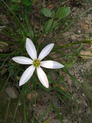 white saffron flower 