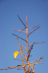 Last yellow leaf on a tree in winter