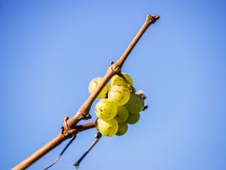 last grapes at the vineyard