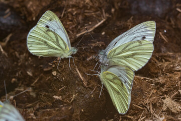 Rapsweißlinge (Pieris napi) an Pferdemist