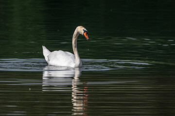 Höckerschwan (Cygnus olor)