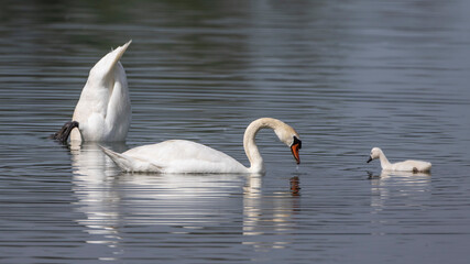 Höckerschwäne (Cygnus olor)